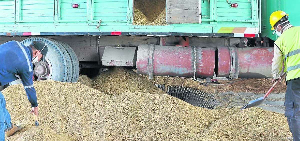 Unidad Nacional de Almacenamiento comprar&aacute; arroz de lunes a s&aacute;bado