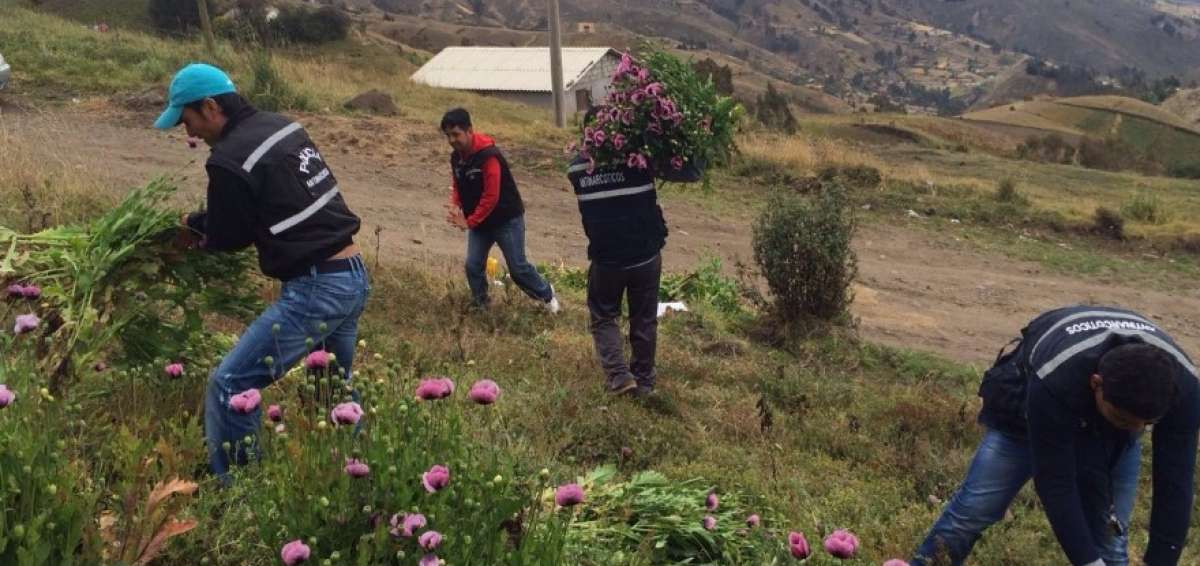 En Cotopaxi la Polic&iacute;a destruye plantaci&oacute;n de amapola