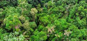 Ecuador consigue $ 18,5 millones para el cuidado de sus bosques
