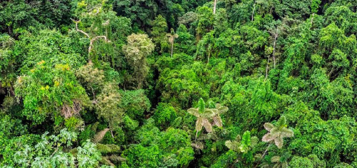 Ecuador consigue $ 18,5 millones para el cuidado de sus bosques