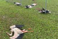 Granizada mató a varias aves en Letonia