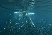 Un tiburón embistió a un buzo durante la filmación de un reportaje