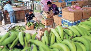 El pl&aacute;tano barraganete es exportado a Europa y Estados Unidos. Cuidan mucho el producto para que llegue en su m&aacute;xima calidad. Foto: Rodolfo P&aacute;rraga / El Tel&eacute;grafo