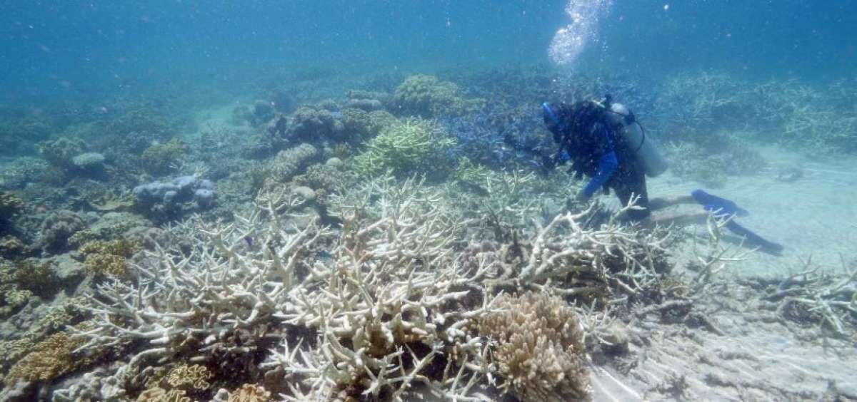 A pesar de cubrir solo el 1% del fondo marino mundial, los corales son b&aacute;sicos para las especies. Hoy la barrera de arrecife de Australia est&aacute; en peligro.