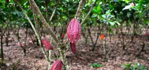 El cacao es una fruta tropical; sus cultivos se ubican en el Litoral y en la Amazon&iacute;a principalmente.
