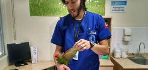 El loro fue trasladado a un centro veterinario. 