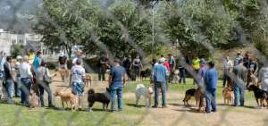M&aacute;s de 2 millones de mascotas ser&aacute;n vacunadas en todo el pa&iacute;s