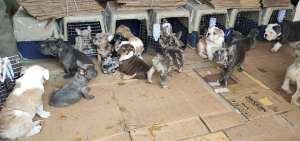 19 cachorros Bulldog ingresaron ilegalmente al Ecuador