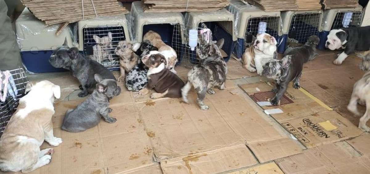 19 cachorros Bulldog ingresaron ilegalmente al Ecuador
