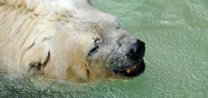 Arturo fue catalogado como 'el oso m&aacute;s triste del mundo' .