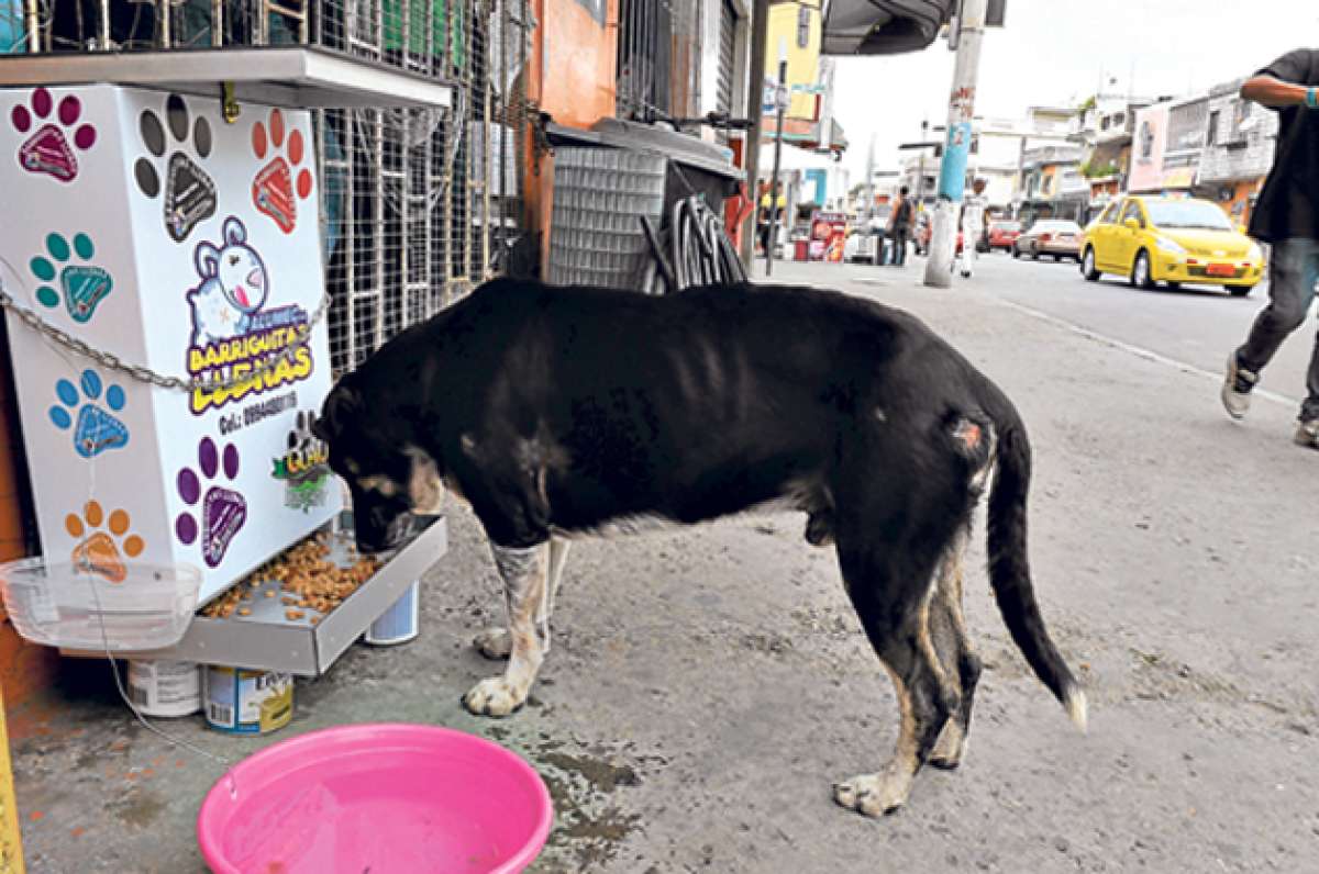 Este perrito es uno de los visitantes frecuentes a la ferreter&iacute;a Mora, en Guayaquil. Como &eacute;l, varios canes llegan en el d&iacute;a al comedero. Miguel Castro / El Tel&eacute;grafo