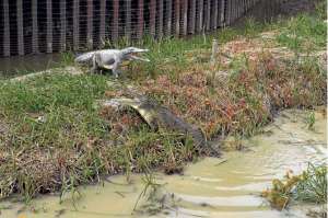 Nueva cocodrilera en la isla Santay  