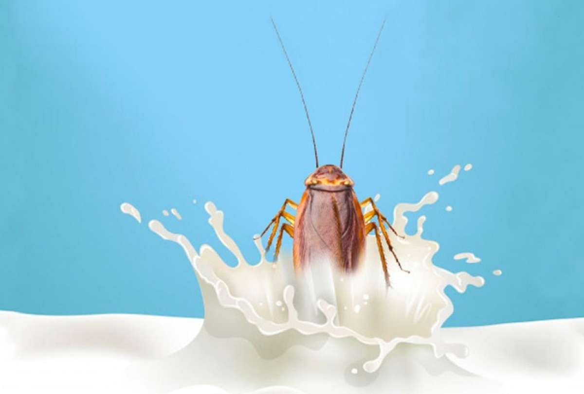 El Instituto de Biología de Células Madre y Medicina Regenerativa en la India demostró que la leche de cucaracha tiene un alto valor nutritivo.