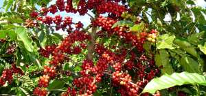 Los agricultores retoman, poco a poco, la siembra del caf&eacute; como una opci&oacute;n econ&oacute;mica viable.