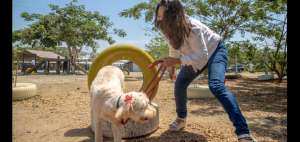 Acolitas contin&uacute;a en la b&uacute;squeda de hogares para perros rescatados