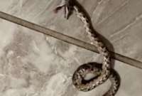 ¡Impactante! Una serpiente mordió a una mujer al usar el inodoro