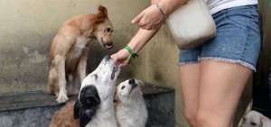Organizaci&oacute;n promueve la adopci&oacute;n como freno al comercio de animales