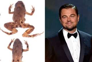 Una nueva especie de ranas encontrada en Ecuador fue bautizada como DiCaprio. 