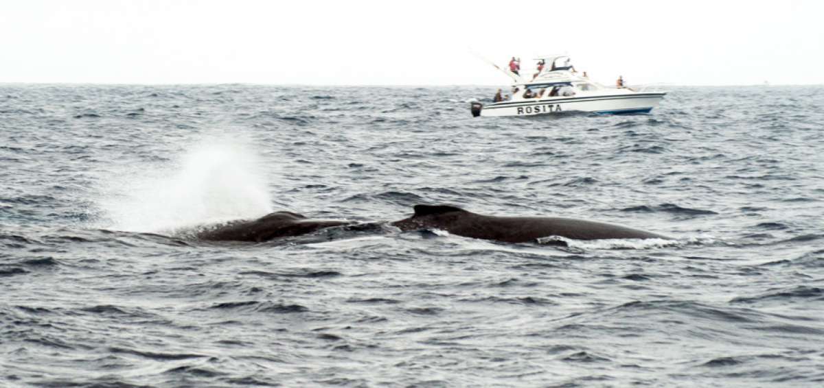 Las ballenas hacen su aparici&oacute;n en Puerto L&oacute;pez