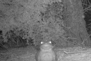 Servicio de Parques Nacionales de EE.UU. recomendó &quot;no lamer el sapo&quot; bufo alvarius