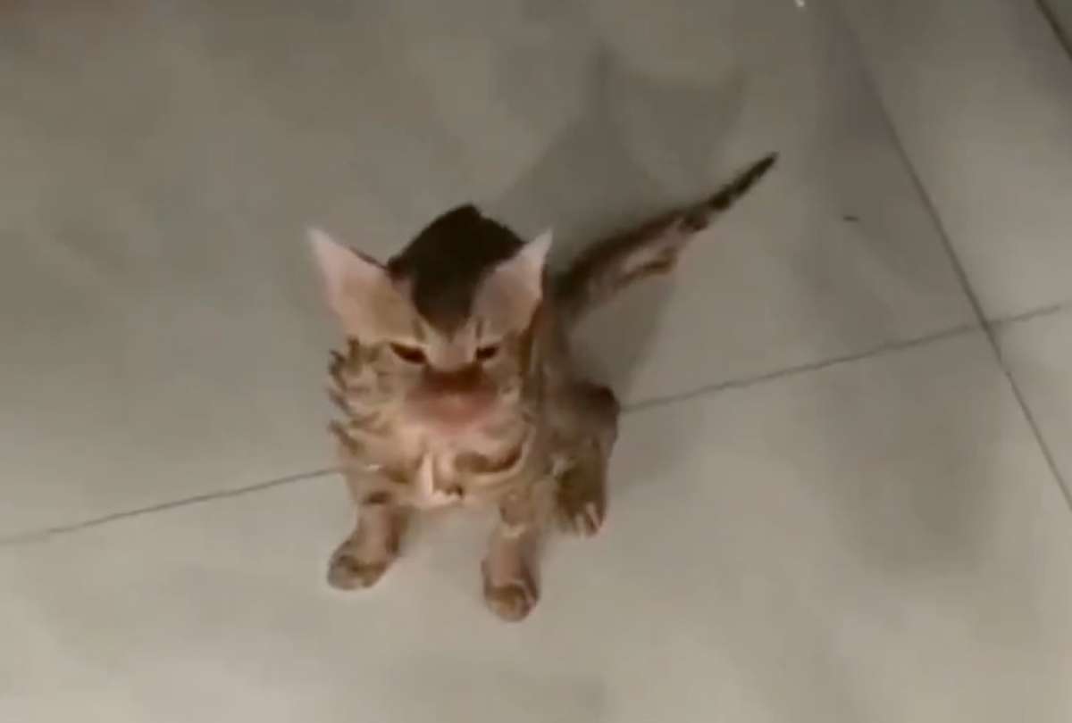 Un gato sobrevivi&oacute; a un ciclo dentro de una lavadora.