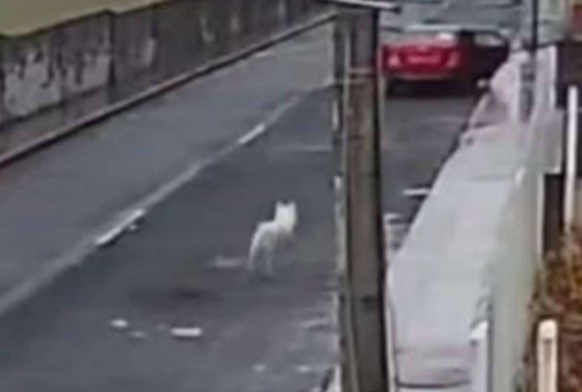 Perro fue abandonado en Quito y c&aacute;maras captaron el suceso