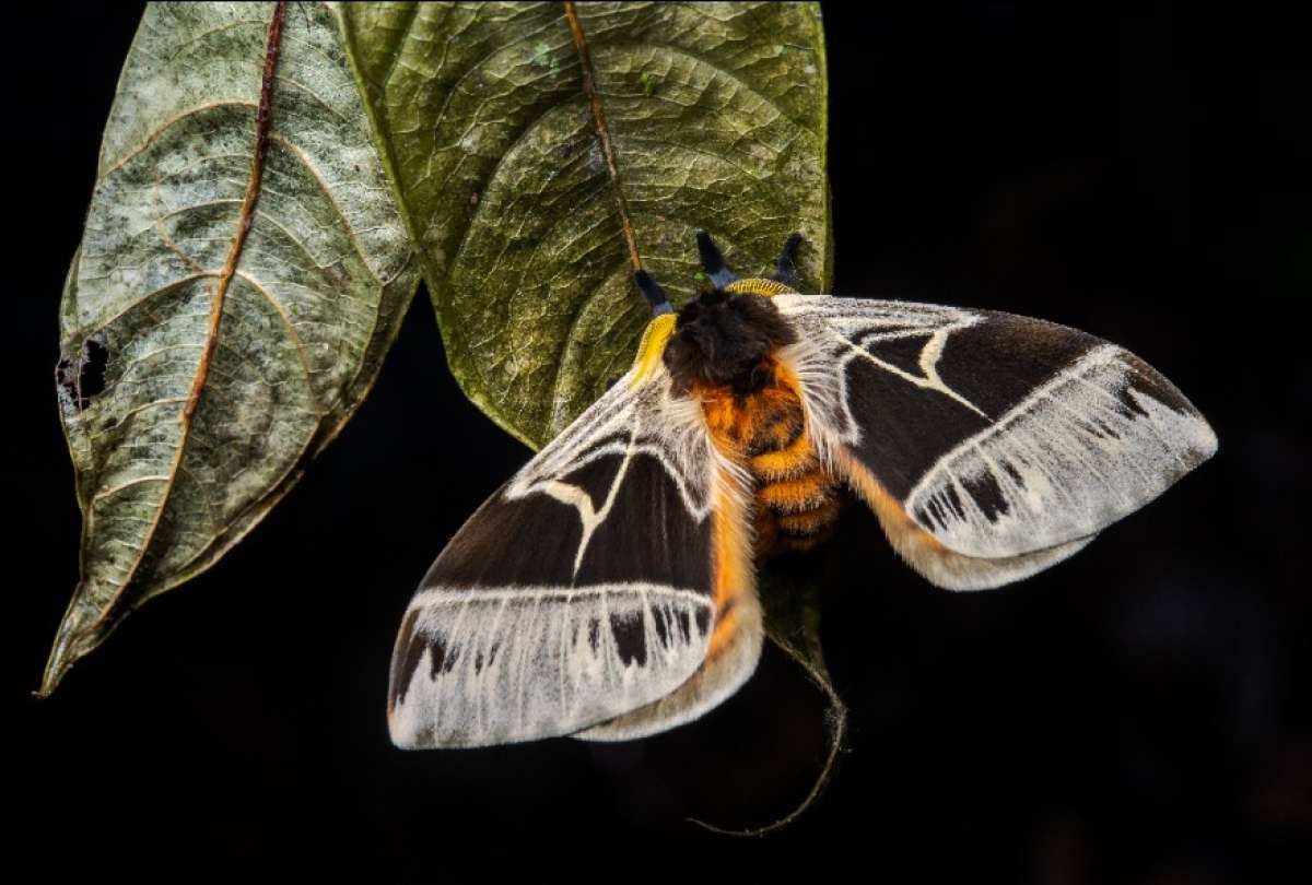 El estudio evidenci&oacute; que la regeneraci&oacute;n natural es posible sin reforestaci&oacute;n activa.