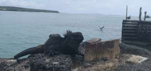 En Gal&aacute;pagos se inicia la feria virtual Travel Roadshow e-Edition