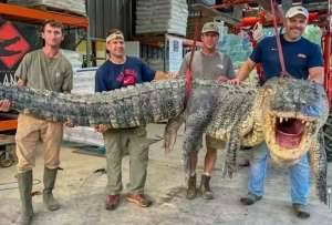 El cocodrilo más grande cazado en un río de Mississippi