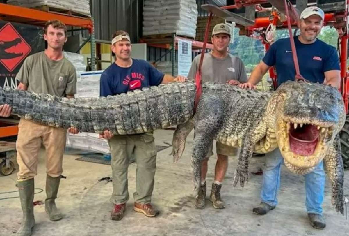 El cocodrilo más grande cazado en un río de Mississippi