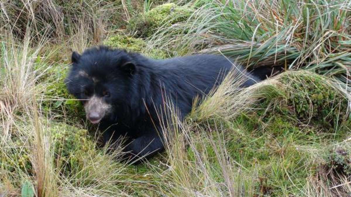 Liberan osezna en Parque Nacional Cayambe Coca