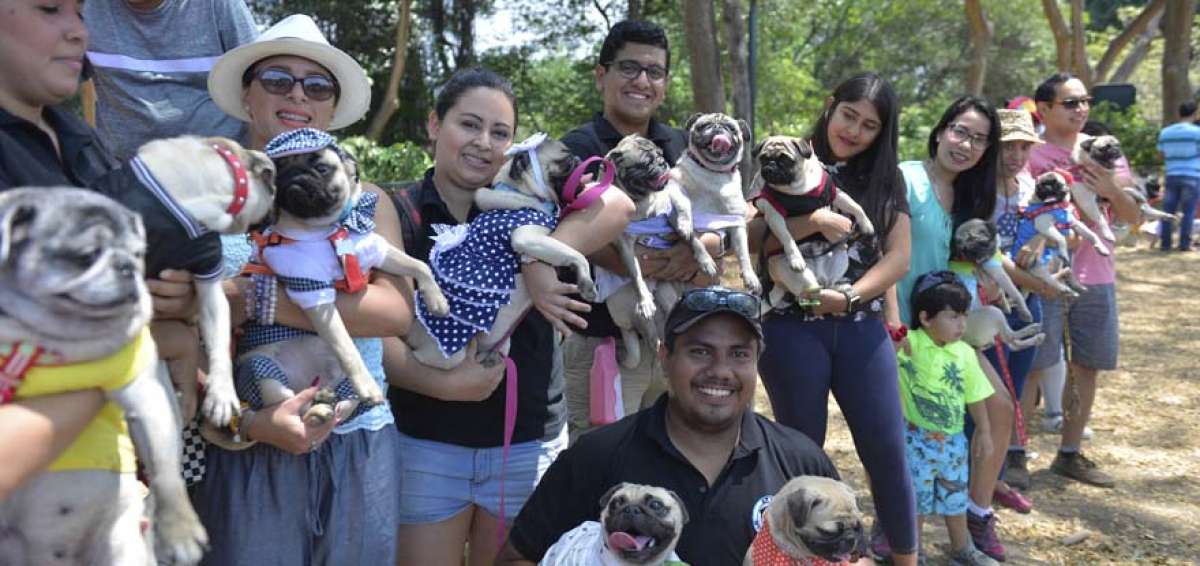 El Club Pug Guayaquil es uno de los pioneros en la urbe. En la actualidad tiene cerca de 150 integrantes y sedes en diferentes ciudades. La m&aacute;s reciente es Pug Machala.