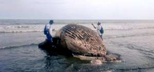 Una ballena se var&oacute; y muri&oacute; en la playa Las Pe&ntilde;as