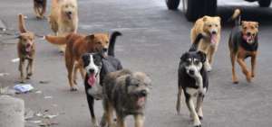 El consumo de carne de perro y de gato estaba extendido desde hac&iacute;a d&eacute;cadas en Taiw&aacute;n, al igual que en otros pa&iacute;ses de Asia.