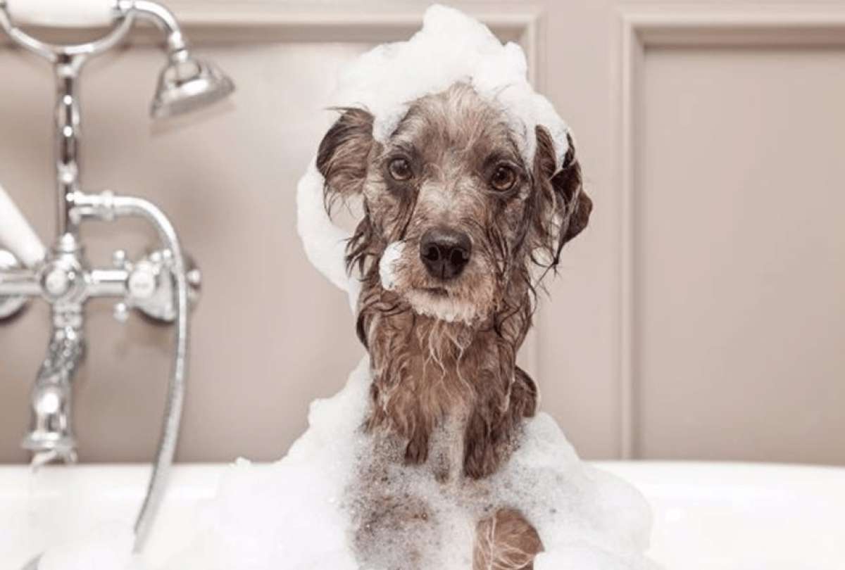 La frecuencia del baño de los perros depende de varios factores