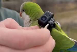 Un experimento con un loro permiti&oacute; mirar un nido de aves en Brasil.
