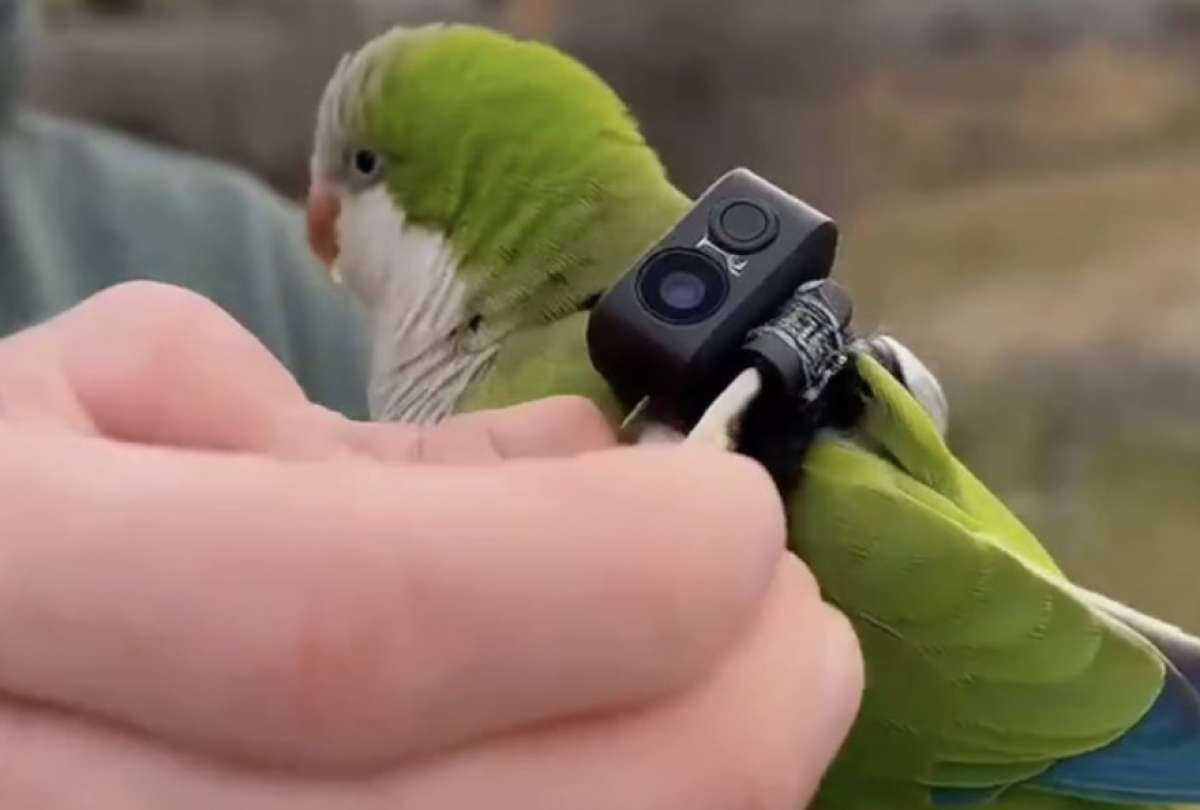 Un experimento con un loro permiti&oacute; mirar un nido de aves en Brasil.