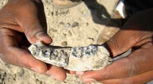 Una mand&iacute;bula, el f&oacute;sil m&aacute;s antiguo del g&eacute;nero Homo hallado hasta ahora