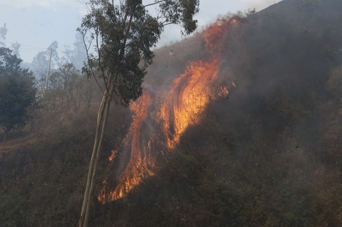 M&aacute;s de 8.000 hect&aacute;reas de bosques se quemaron en Pichincha. Foto: Miguel Jim&eacute;nez/ EL TEL&Eacute;GRAFO