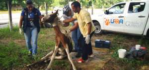 Comunidad rescat&oacute; a un caballo atropellado en la v&iacute;a a la costa