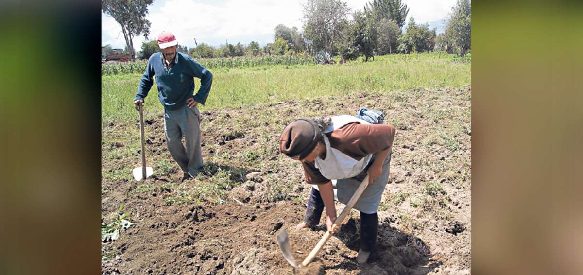 Los esfuerzos por evitar la devaluaci&oacute;n de papa contemplan concienciaci&oacute;n a los productores de la regi&oacute;n y evitar el ingreso del tub&eacute;rculo del norte.