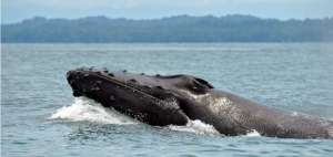 La caza comercial redujo notoriamente el n&uacute;mero de ballenas con joroba, cuya poblaci&oacute;n registr&oacute; sus niveles m&aacute;s bajos en la d&eacute;cada de 1960.