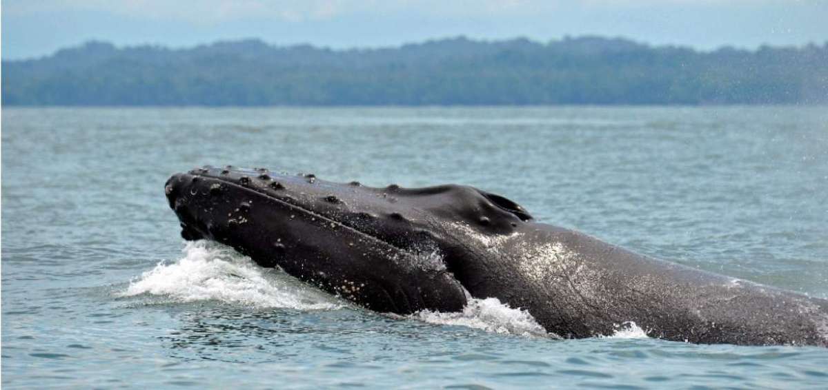 La caza comercial redujo notoriamente el n&uacute;mero de ballenas con joroba, cuya poblaci&oacute;n registr&oacute; sus niveles m&aacute;s bajos en la d&eacute;cada de 1960.