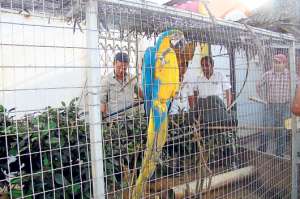 Funcionarios del Ministerio del Ambiente realizan el rescate de los animales que se encuentran en hogares. Foto: Fabricio Cruz .