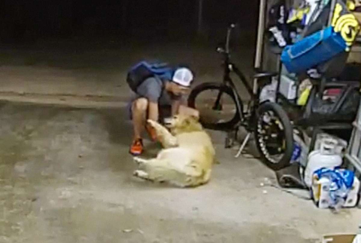 Ladrón jugó con un perro antes de robarse una bicicleta 