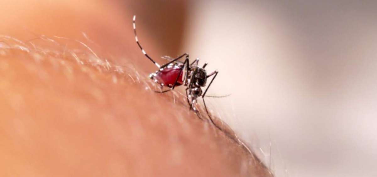 Estudio revela que hay una vacuna contra el dengue 100% efectiva