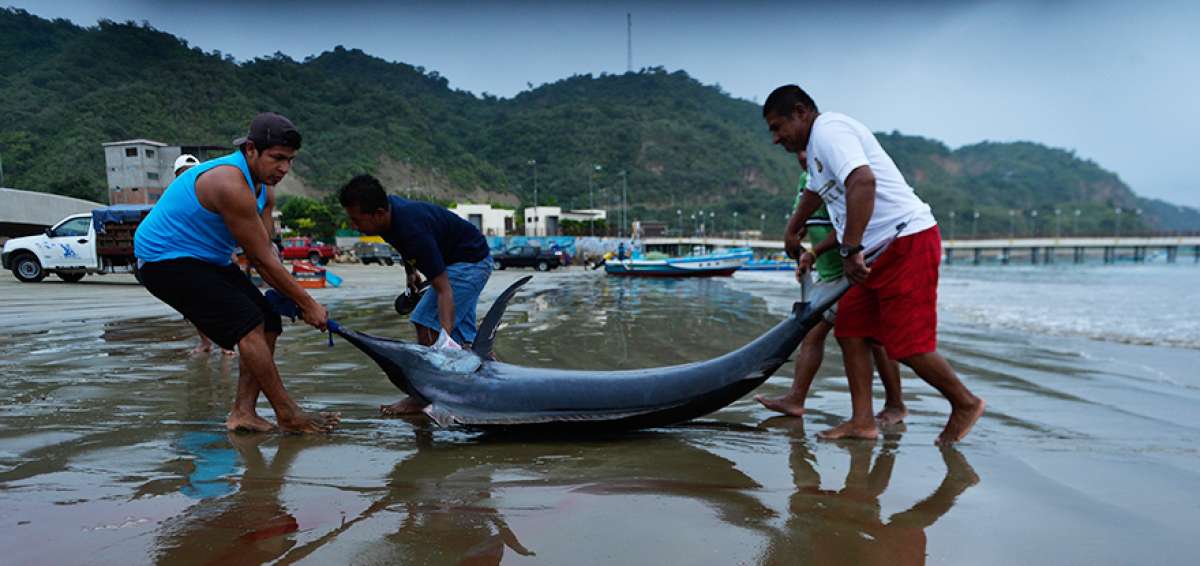 La mayor&iacute;a de los pescadores realiza sus labores en tierra en el malec&oacute;n, cerca del puerto tur&iacute;stico.