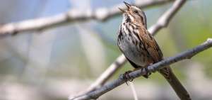 El ruido afecta a las aves que, en algunos casos,  tienen que modificar completamente la frecuencia o intensidad de sus cantos