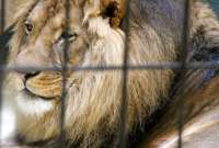 Un león atacó a su domador en medio show de circo