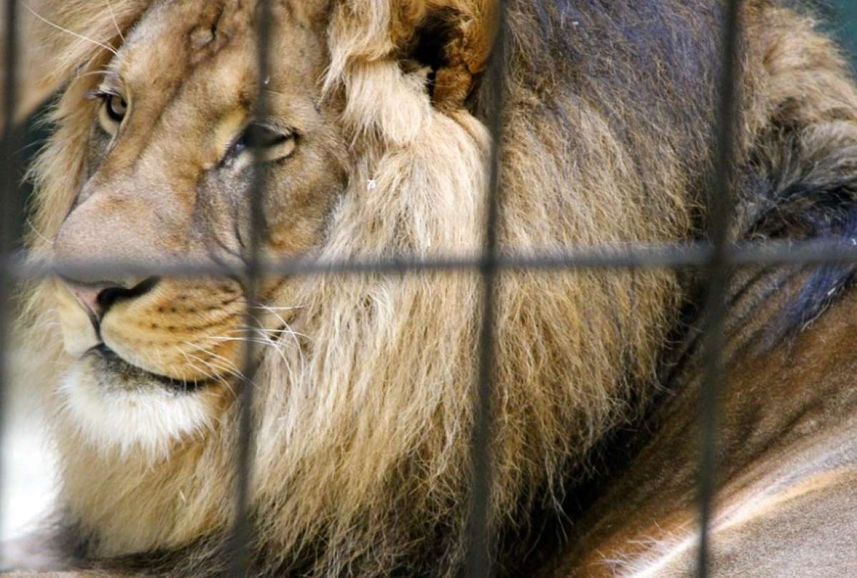 Un león atacó a su domador en medio show de circo